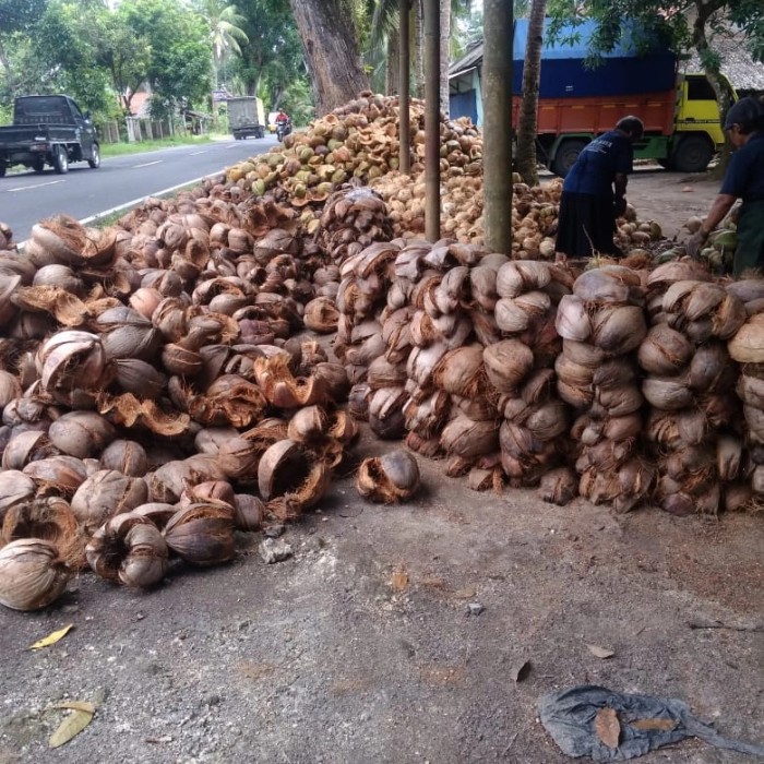ekspor kulit kelapa