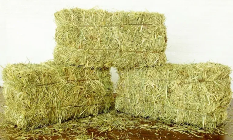 cara membuat pakan ternak