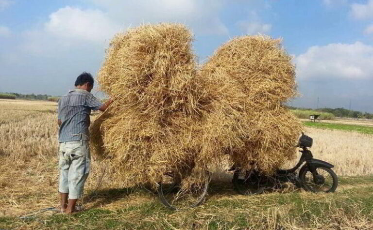 Bahan untuk fermntasi jerami