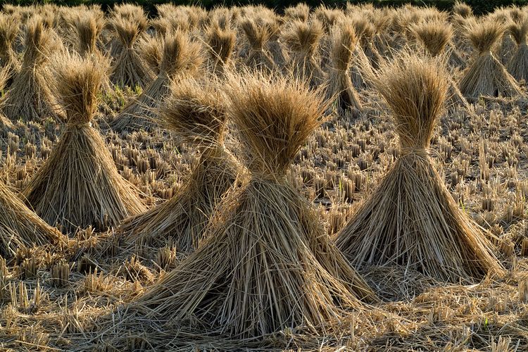 cara mencacah jerami