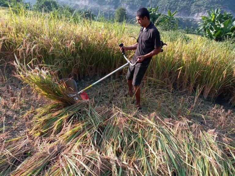 potong padi di sawah