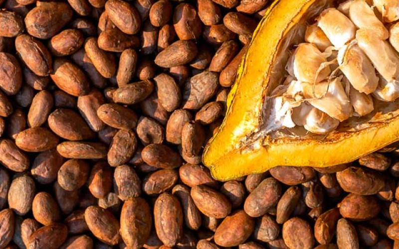 Sortasi Biji Kakao Rotary