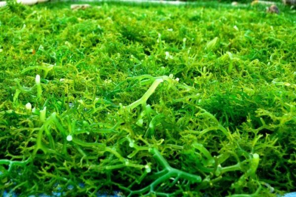 Olahan rumput laut kering cepat