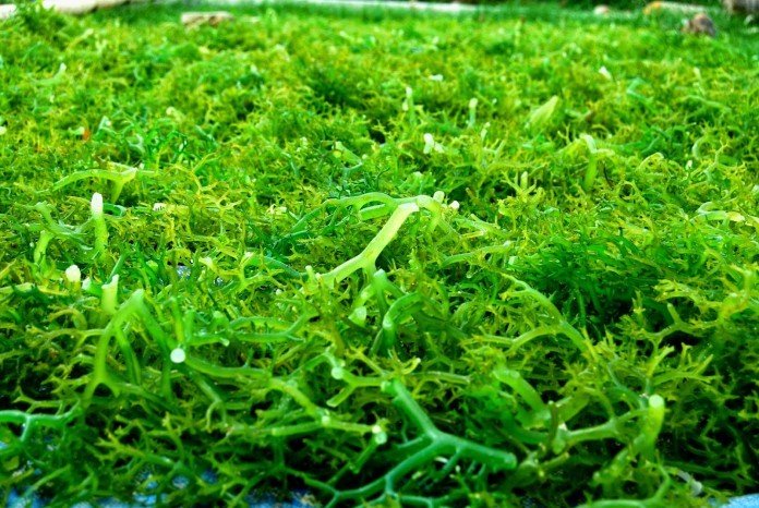 Olahan rumput laut kering cepat