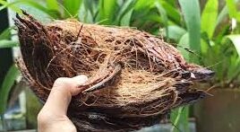 tips membuat kerajinan sabut kelapa