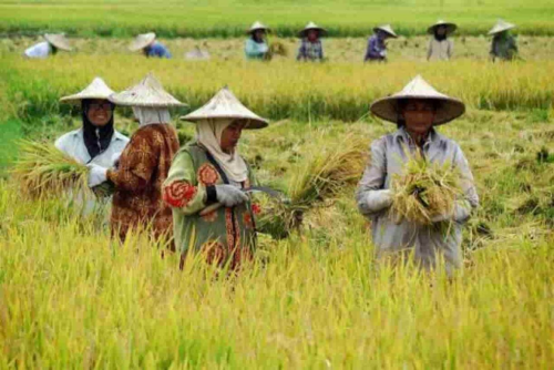 Strategi Optimalisasi Sumber Daya untuk Dapur Komunitas Strategi optimalisasi sumber daya