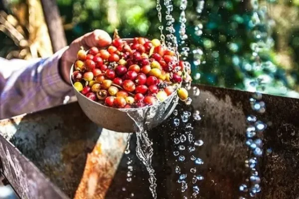 kualitas biji kopi basah