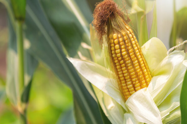 Alat praktis giling jagung