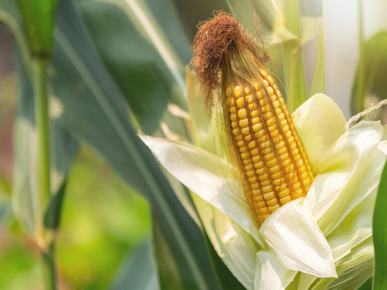 Alat praktis giling jagung
