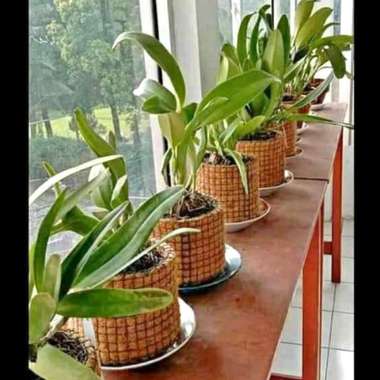 Workshop Praktis Cocomesh untuk Sekolah Hijau Pelajari manfaat dan langkah pelaksanaan Workshop praktis cocomesh untuk sekolah hijau dalam mendukung lingkungan berkelanjutan.