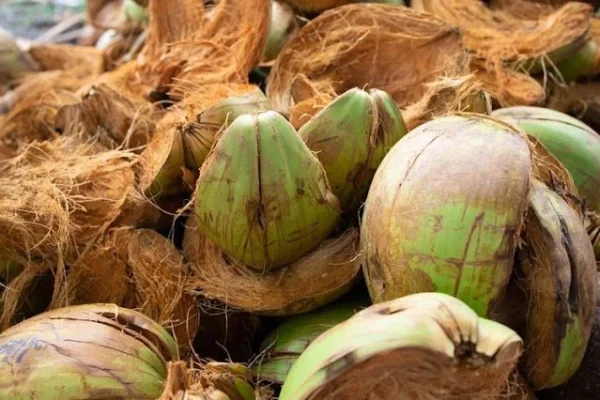 sabut kelapa sebagai lapisan pelindung tanah perkebunan kopi