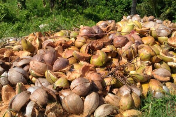 Potensi limbah sabut kelapa bernilai tinggi