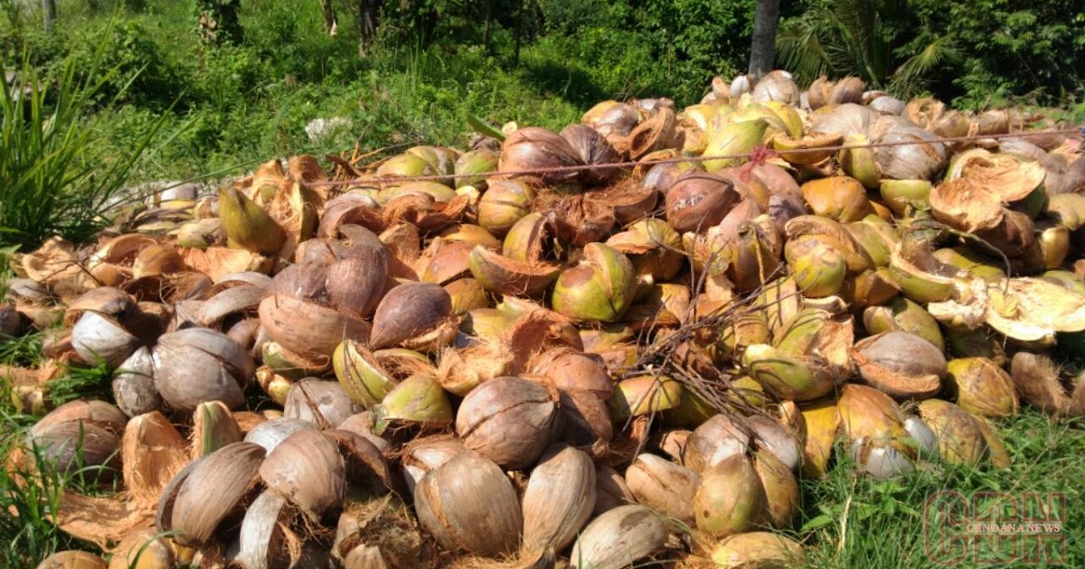 Potensi limbah sabut kelapa bernilai tinggi