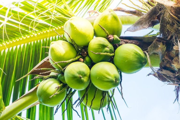 Ide Bisnis Kelapa Rumahan