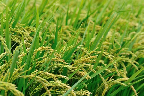 Pola Pengelolaan Gabah Padi