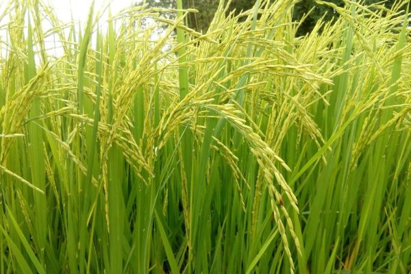 keunggulan mesin pengupas padi