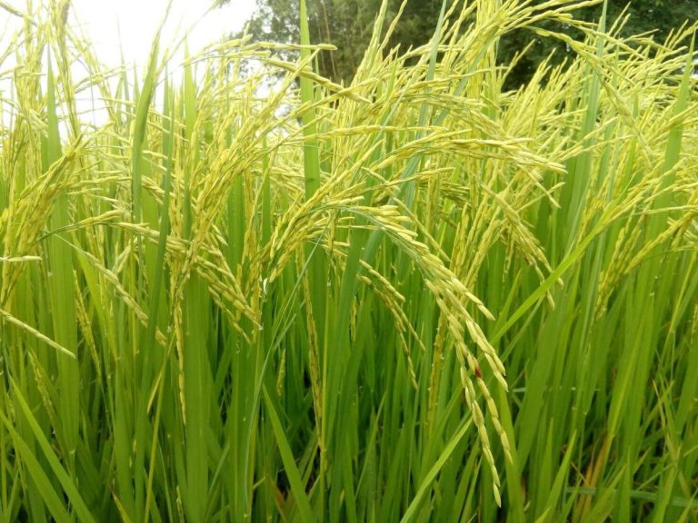 keunggulan mesin pengupas padi