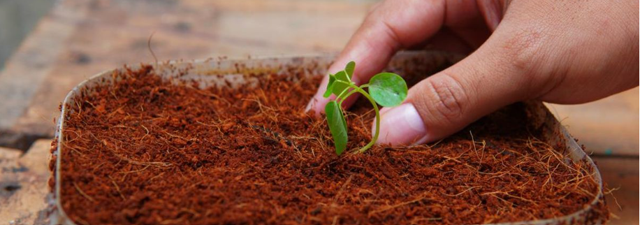 cocopeat dari sabut kelapa siap digunakan