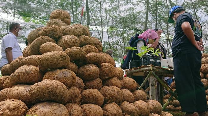 cara meningkatkan kualitas chip porang