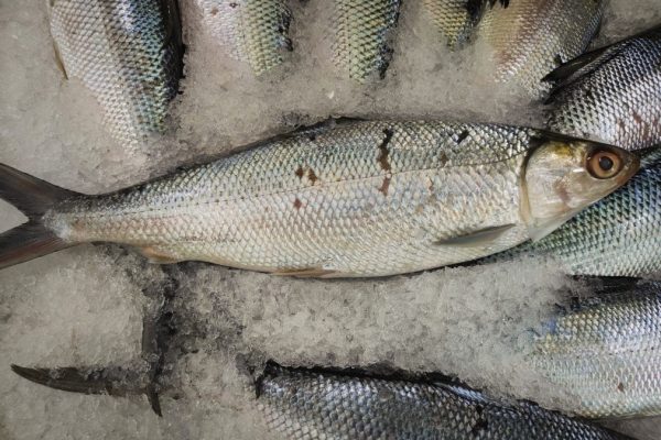 Usaha Olahan Ikan Presto Rumahan