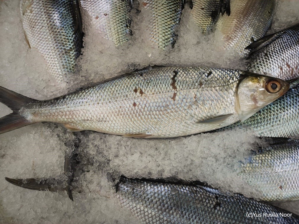 Usaha Olahan Ikan Presto Rumahan