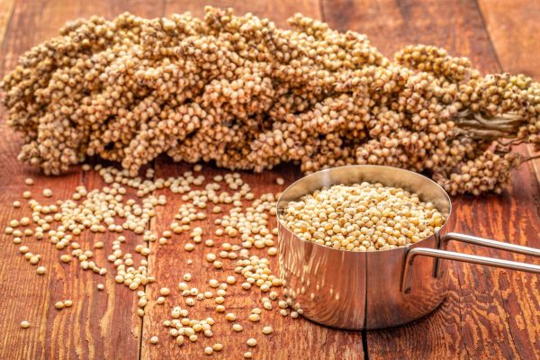 Cara Memulai Bisnis Tepung Sorgum