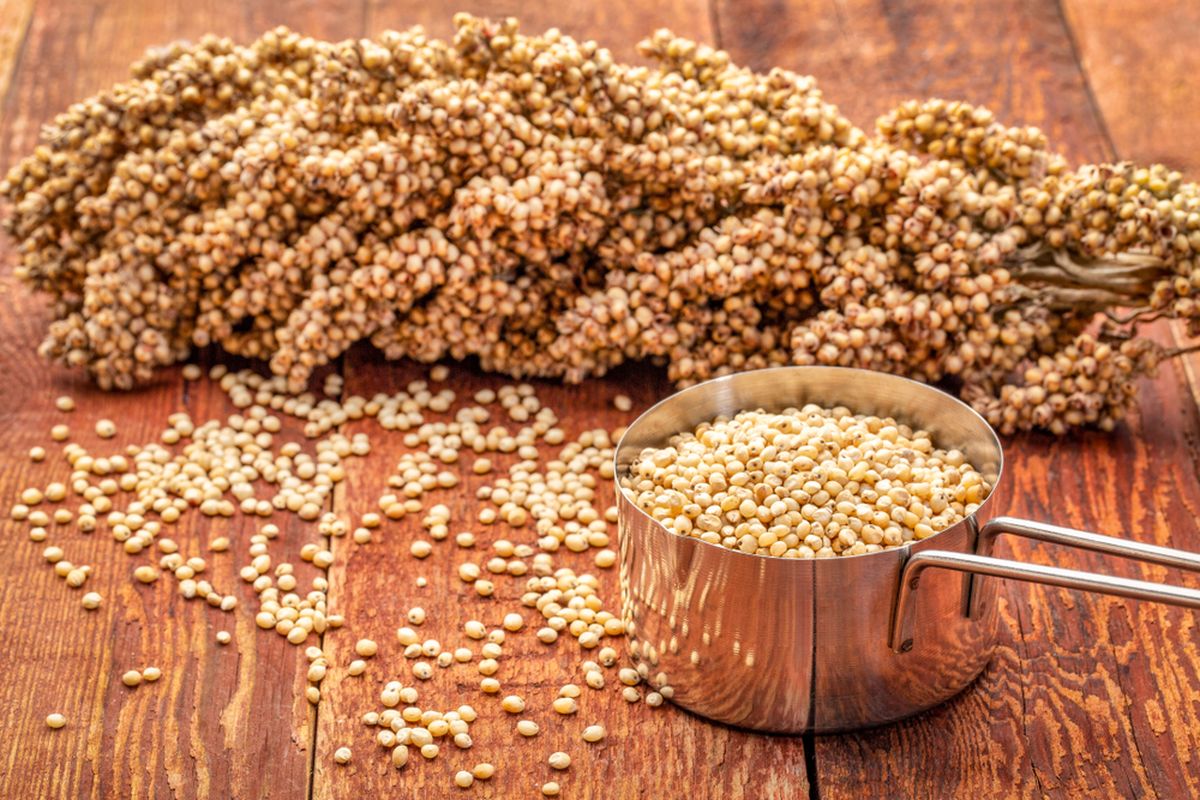 Cara Memulai Bisnis Tepung Sorgum