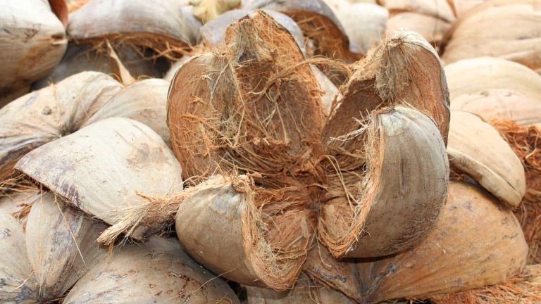 Cara Meningkatkan Nilai Jual Sabut Kelapa