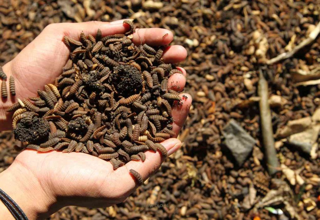 Cara Mengeringkan Maggot Bsf Cepat