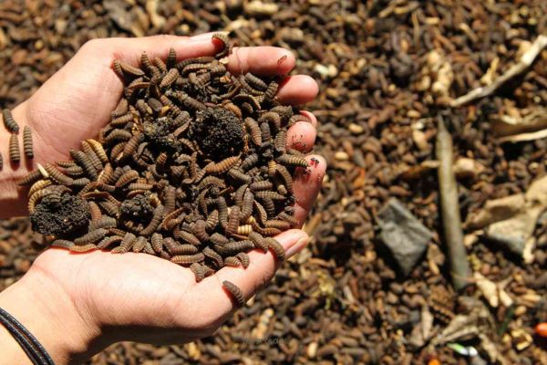 Cara Mengeringkan Maggot Bsf Cepat