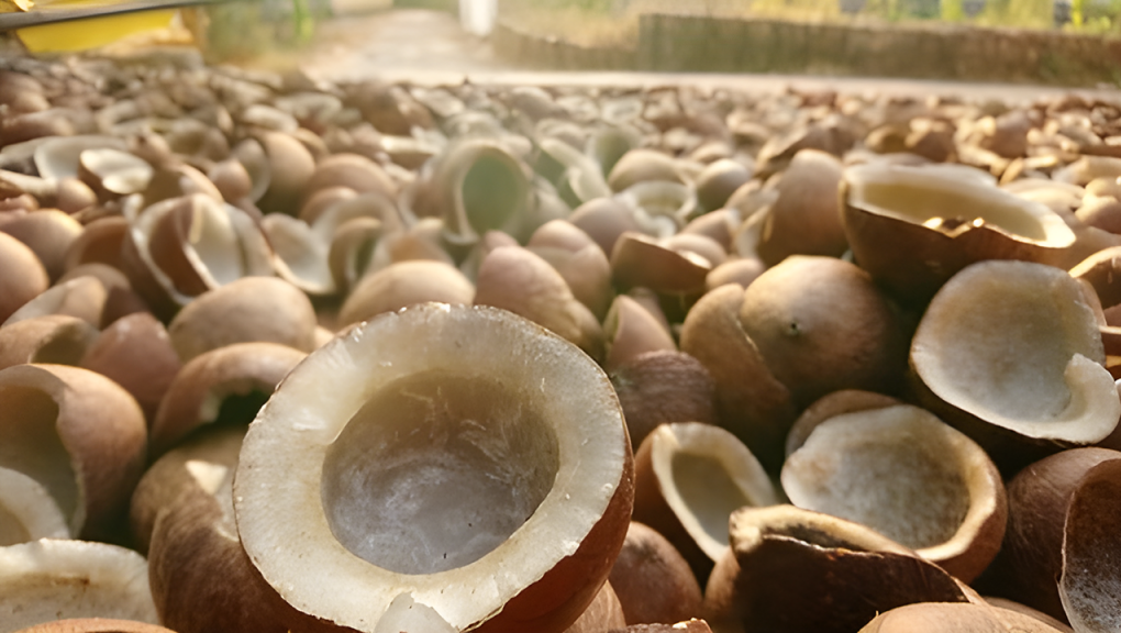Cara Mencacah Kopra Kering