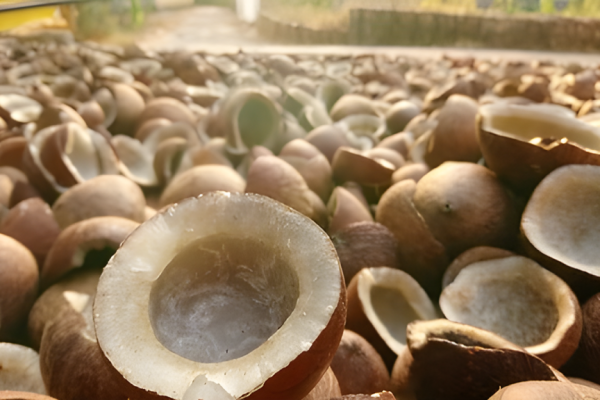 Cara Mencacah Kopra Kering